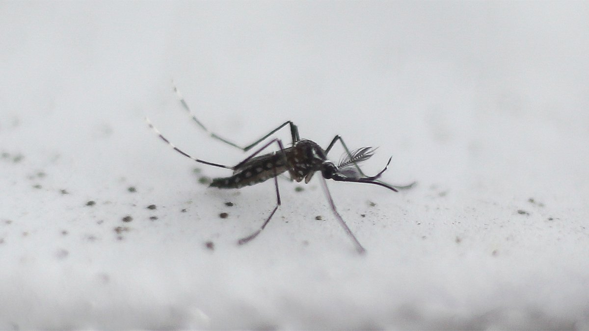 dengue