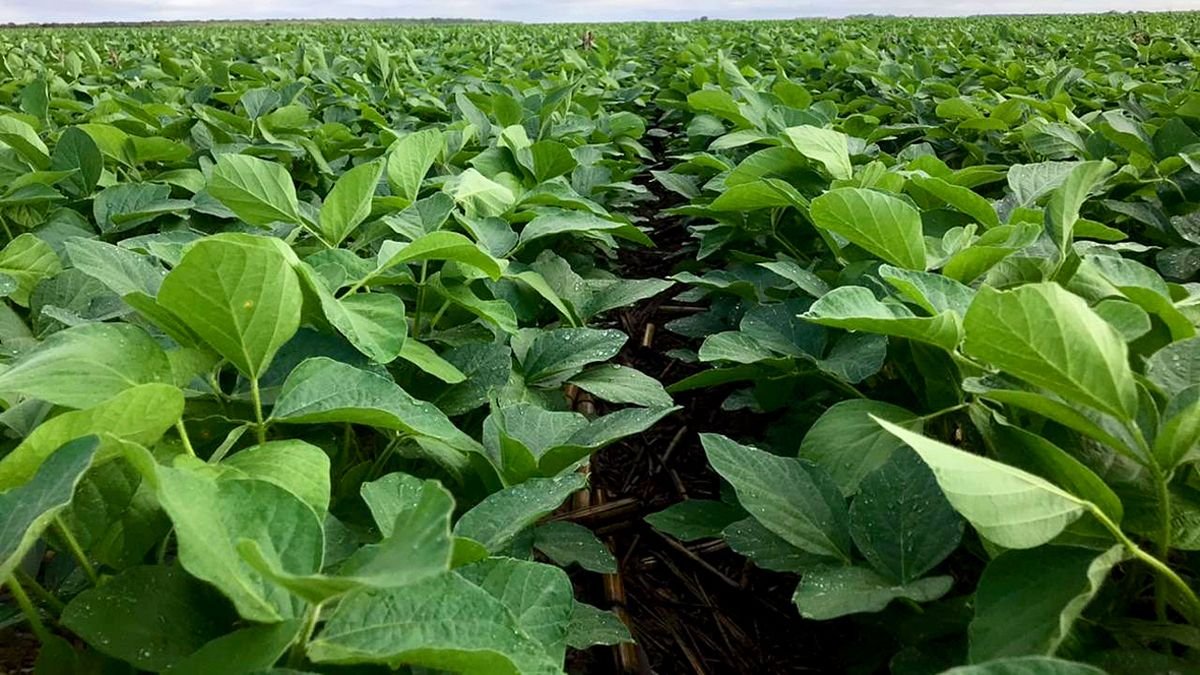 La soja pegó un salto y promete otra vez darle una mano al Gobierno 1 soja buenajpg