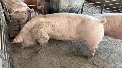 Cadenas del agro en Alerta máxima por la liberación de importaciones 1 cerdosjpg