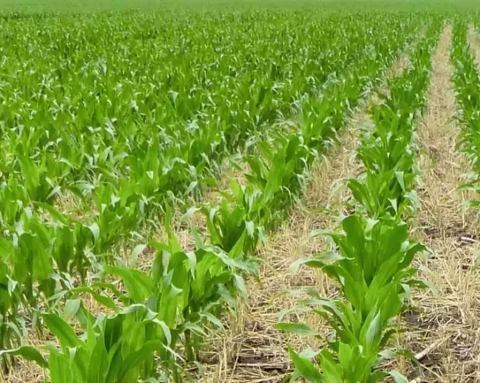 semillas del corazon e1719461387293